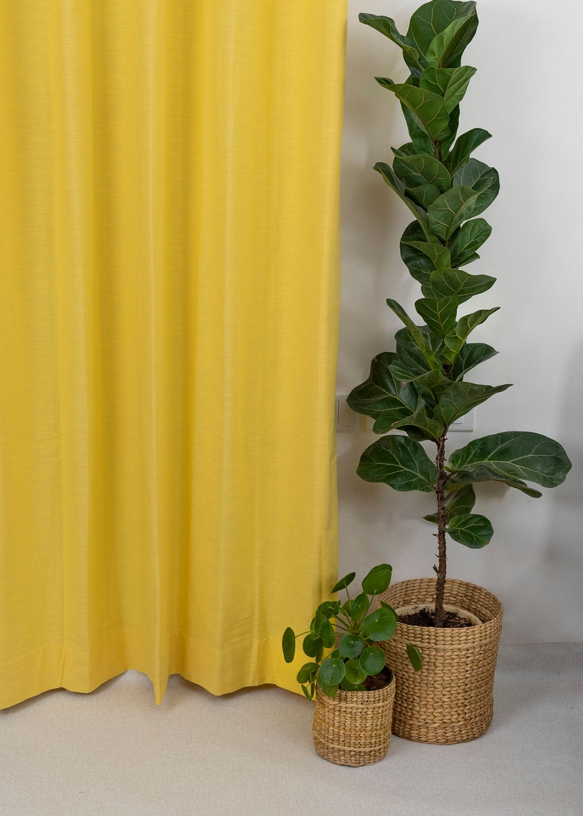 Solid Cotton Curtain - Primrose Yellow- Single