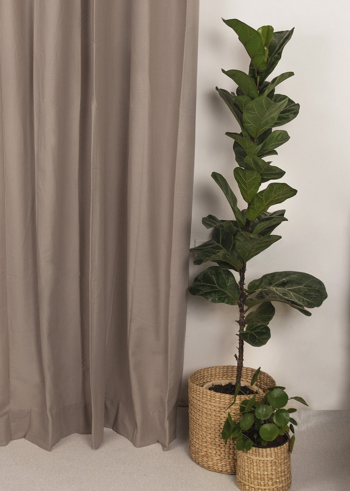 Solid Cotton Curtain - Walnut Grey
